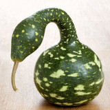 Hezhichun Speckled Swan Gourd Seeds | Unique Swan-Shaped Gourds, Long Ornamental Period for Trellis & Wall Growing