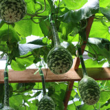 Hezhichun Speckled Swan Gourd Seeds | Unique Swan-Shaped Gourds, Long Ornamental Period for Trellis & Wall Growing