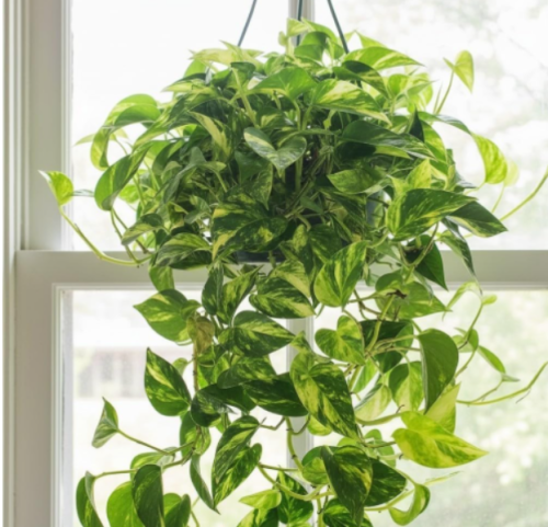 Rooted Pothos Live Plant Cuttings – Easy Care Indoor Houseplants