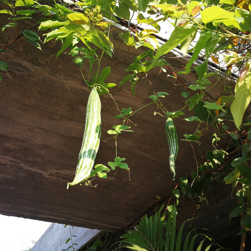 Argentina Snake Gourd Seeds - Early Maturing & High Yielding, Easy to Grow with Tender Texture and Excellent Flavor