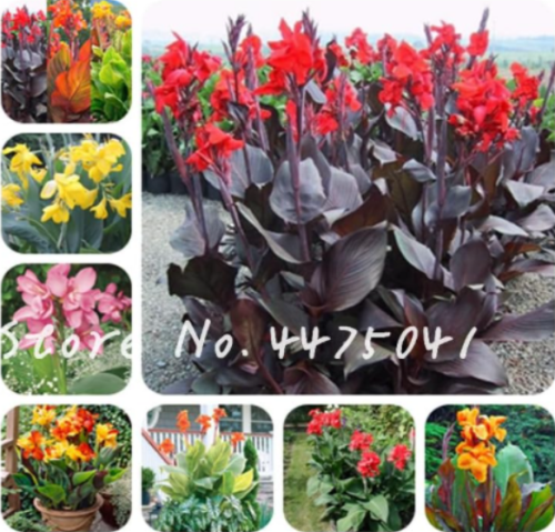 Beautiful Canna Lily Seeds Garden Flower Plant Mixed