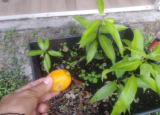 Pineapple Pleasure Mango Tree/Live Tree/Seedling/Delicious Fruit Tree