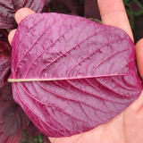 All-Red Round-Leaf Amaranth Seeds - Easy to Grow, Wide Adaptability, Fast Growing, Suitable for All Growers