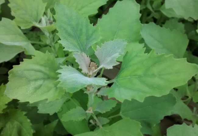 Organic Lambs Quarter Seeds