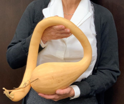 Tromboncino Squash Seeds Italian Zuchetta Cucuzzi. Summer and Winter in One !