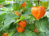 Chinese Lantern- RED/Orange Flower Seeds