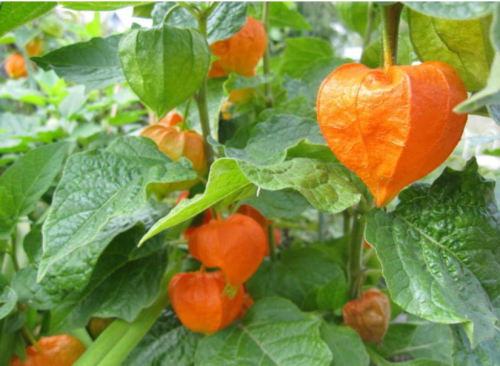 Chinese Lantern- RED/Orange Flower Seeds