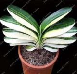 Rare Flower Pots Plant Chinese Clivia Seed for Home Garden Lycoris Perennial Garden