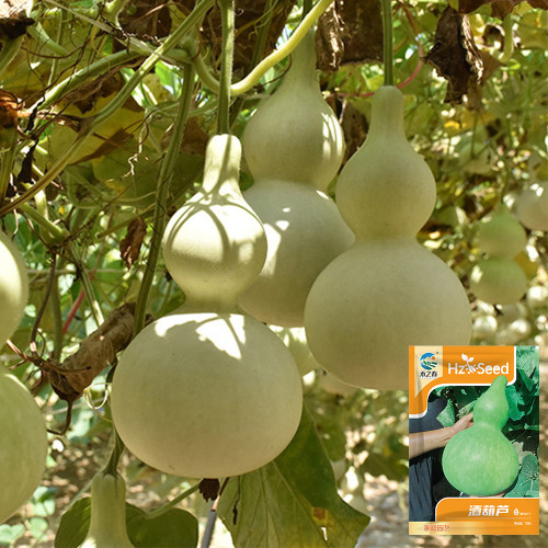 Hezhichun 'Slender Waist' Bottle Gourd Seeds – Durable Rind, Ornamental & Versatile