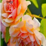 Paeonia lactiflora Peony Flower Bulb