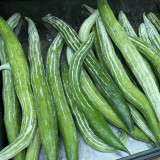 Argentina Snake Gourd Seeds - Early Maturing & High Yielding, Easy to Grow with Tender Texture and Excellent Flavor