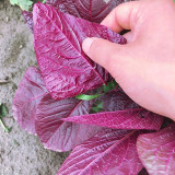 All-Red Round-Leaf Amaranth Seeds - Easy to Grow, Wide Adaptability, Fast Growing, Suitable for All Growers