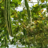 Argentina Snake Gourd Seeds - Early Maturing & High Yielding, Easy to Grow with Tender Texture and Excellent Flavor