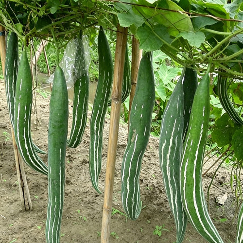 Argentina Snake Gourd Seeds - Early Maturing & High Yielding, Easy to Grow with Tender Texture and Excellent Flavor