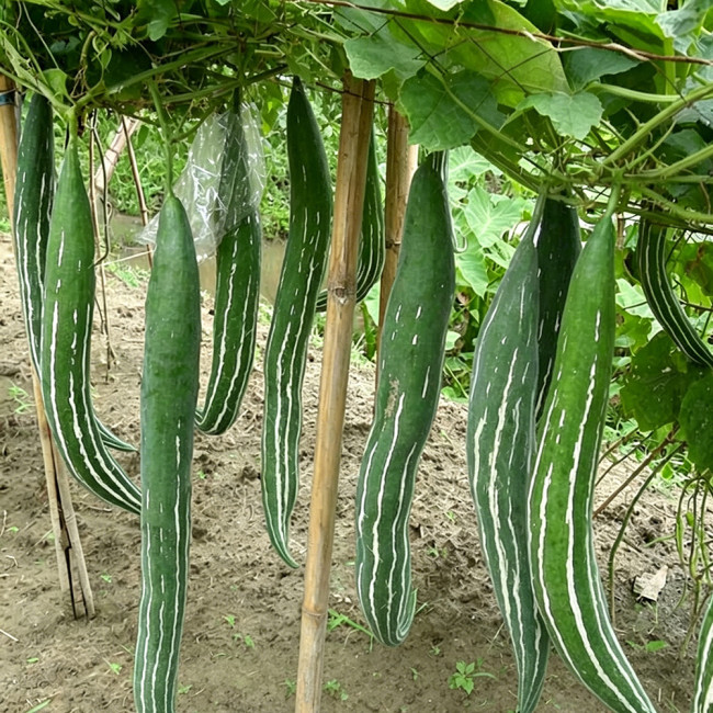 Argentina Snake Gourd Seeds - Early Maturing & High Yielding, Easy to Grow with Tender Texture and Excellent Flavor