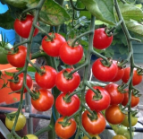 Super Sweet Tomato Seeds (F1 Hybrid) | Non-GMO