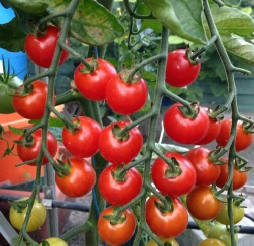 Super Sweet Tomato Seeds (F1 Hybrid) | Non-GMO