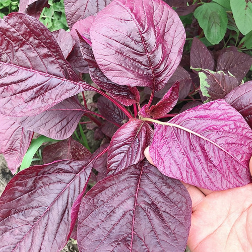 All-Red Round-Leaf Amaranth Seeds - Easy to Grow, Wide Adaptability, Fast Growing, Suitable for All Growers