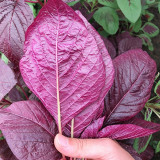 All-Red Round-Leaf Amaranth Seeds - Easy to Grow, Wide Adaptability, Fast Growing, Suitable for All Growers