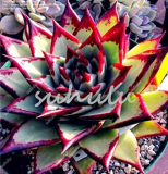 Rainbow Succulent Seed Plant Natural Air Purifier Easy Grow Potted Plant