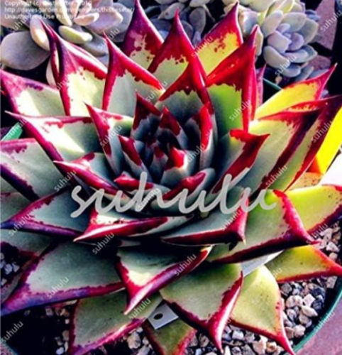 Rainbow Succulent Seed Plant Natural Air Purifier Easy Grow Potted Plant