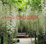 Wisteria White Color Rare Tree Seeds for DIY Home Garden