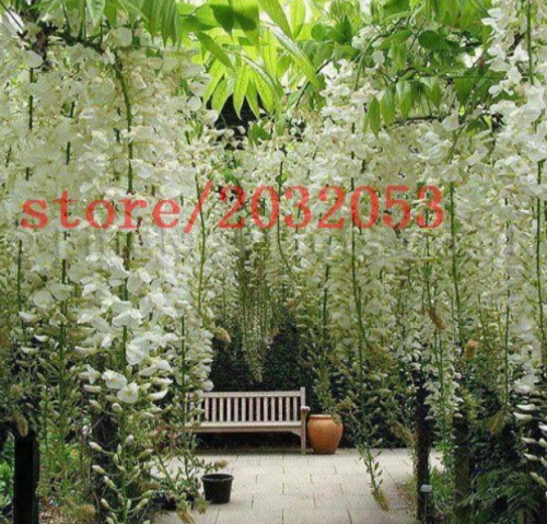 Wisteria White Color Rare Tree Seeds for DIY Home Garden