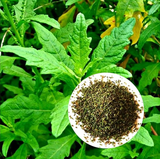 Organic Epazote Seeds