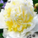 Paeonia lactiflora Peony Flower Bulb