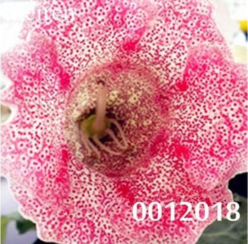 Gloxinia Flower Seeds for Home DIY Garden Perennial Flowering Ornamental