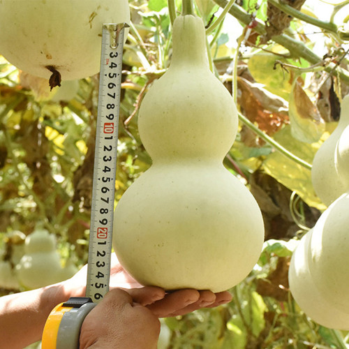 Hezhichun 'Slender Waist' Bottle Gourd Seeds – Durable Rind, Ornamental & Versatile
