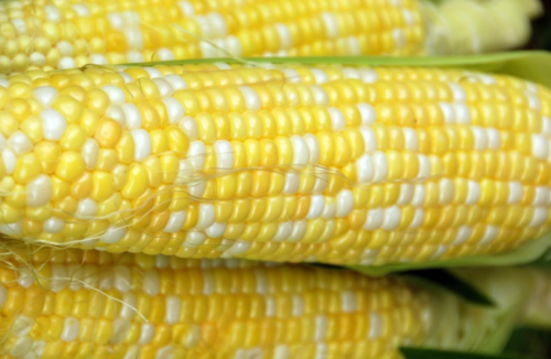 Peaches & Cream Sweet Corn Seeds