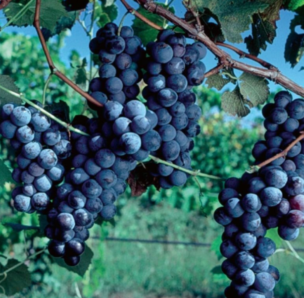 Purple Concord Grape Fruit Vine Vitis Labrusca Seeds