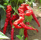 Screw Pepper Seed Taste Very Good Vegetable Seed