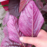 All-Red Round-Leaf Amaranth Seeds - Easy to Grow, Wide Adaptability, Fast Growing, Suitable for All Growers