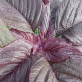 All-Red Round-Leaf Amaranth Seeds - Easy to Grow, Wide Adaptability, Fast Growing, Suitable for All Growers