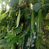 Argentina Snake Gourd Seeds - Early Maturing & High Yielding, Easy to Grow with Tender Texture and Excellent Flavor