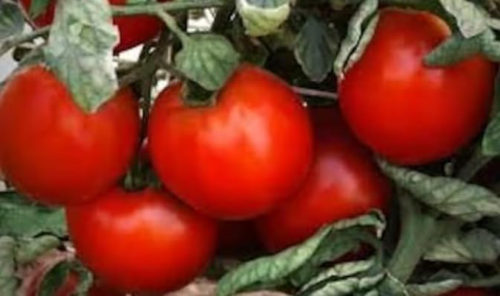 Red Deuce Tomato Seeds. Organic