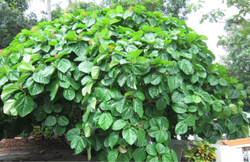 Organic Elephant Ear Fig (Ficus auriculata) Seeds Giant Leaf Fig Tree