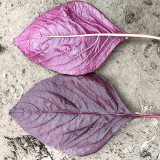All-Red Round-Leaf Amaranth Seeds - Easy to Grow, Wide Adaptability, Fast Growing, Suitable for All Growers