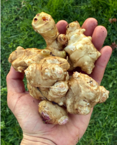 1 LB Organic Non GMO Sun Choke Large tubers Jerusalem Artichoke topinambur