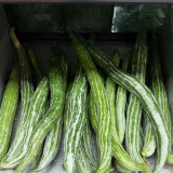 Argentina Snake Gourd Seeds - Early Maturing & High Yielding, Easy to Grow with Tender Texture and Excellent Flavor