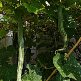 Argentina Snake Gourd Seeds - Early Maturing & High Yielding, Easy to Grow with Tender Texture and Excellent Flavor