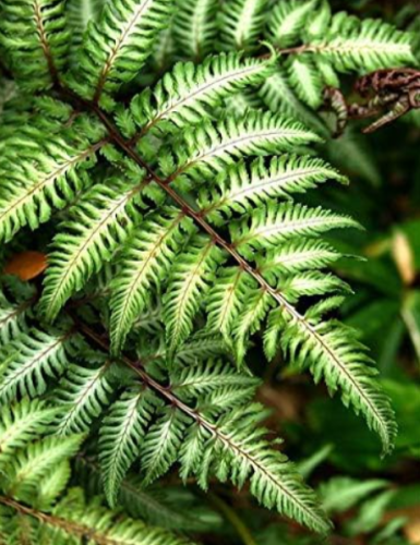 Japanese Rare Creeper Boston Fern Seed Vines Grass Foliage