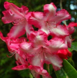 Rhododendron Flower Seeds Rare Seed Garden Plant