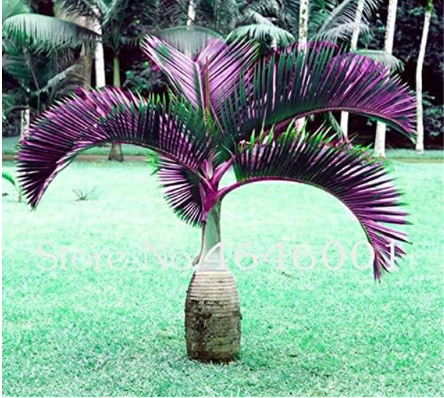 Bottle Palm Seed Exotic Lady Palm Indoor Plants Rhapis Excelsa