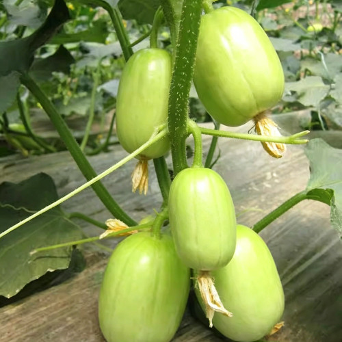 Yuanbao Fruit Cucumber Seeds - High Yield, Easy to Grow, Strong Disease Resistance, Refreshing Taste