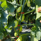 Yuanbao Fruit Cucumber Seeds - High Yield, Easy to Grow, Strong Disease Resistance, Refreshing Taste