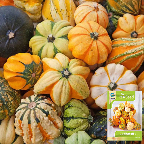 Hezhichun Decorative Pumpkin Seed Mix | Climbing Ornamental Pumpkins for Trellis & Arch, Indoor Display After Harvest