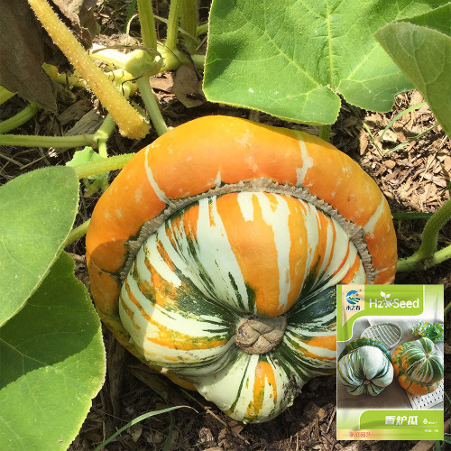 Hezhichun Turk's Turban Pumpkin Seeds | Tender Sweet Flesh, Nutty Aroma, Unique Incense Burner Shape for Ornamental & Culinary Use